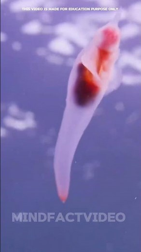 Sea Angel: The Magical Transparent Creature of the Deep Ocean #facts #science
