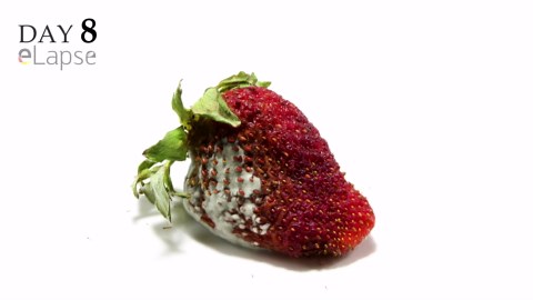 Strawberry Rotting in 14 Days Time Lapse