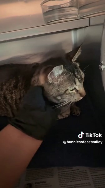 At the East Valley Animal Shelter we have Garth who is senior cat with dental disease & underweight. He is a sweet boy & easily handled. He is a good boy. Let’s find him a rescue or forever home..Call 1-888-452-7381 #adopt