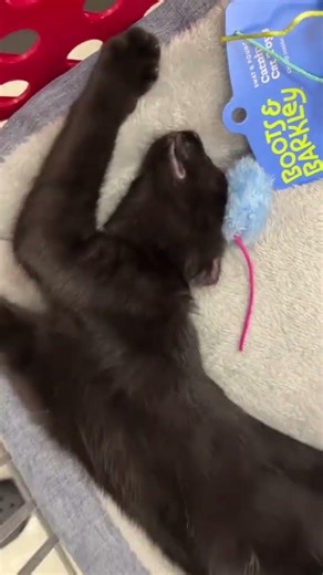 Cat distribution system chose me #straycat #feralcat #adoptstrays #rescuecat @yasmeen.salame