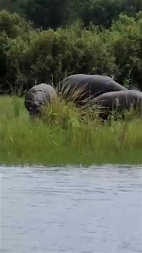 Victoria Falls Private Game Reserve – Zimbabwe’s Hidden Gem 🌿 Just 12km from Victoria Falls town lies a 4,000-hectare sanctuary of wildlife and beauty. The Victoria Falls Private Game Reserve is home to the Big Five, rare black rhinos, and breathtaking landscapes. 🦁🐘🦏 ✨ Where to Stay inside the reserve: 🏨 Stanley & Livingstone Boutique Hotel 🏡 Ursula’s Homestead 🌍 Why Visit? ✅ Rhino conservation & anti-poaching programs ✅ Morning & evening game drives 🚙 ✅ Walking & horseback safaris 🐎 ✅