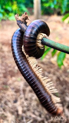 centipede on tree branch#insects #millipede #centipede #shortvideo #funny #baby