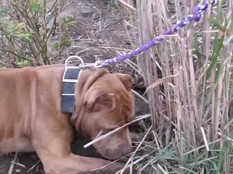 Pit Bull Fight. A.P.B.T HUNTING MARSH RATS...