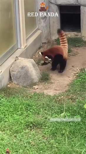 Red panda!So cute! 🥰🥰 #redpanda #funnyanimals #fyp #cute #zoo | red pandas