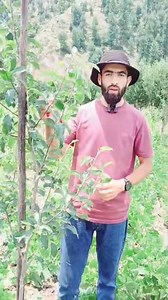 Do It Only After 15 July 2025 . Summer Pruning Old Video Only For Teaching Purposes. | The Streets Of Kashmir