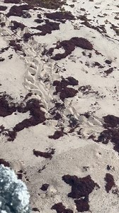 Barbados Sea Turtle Project tracks in the North 🐢 | Animal Flower Cave