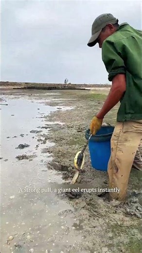 Experienced Fisherman Spears Giant Wild Eels Deep in the Mud 🌊#fishing #hunting #amazing