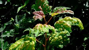 Deformed currant leaves eaten by leaf pests, texture of damaged foliage with warts made by pests