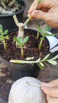 How to graft a desert rose #desertrose