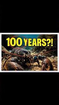 100 Years Old?! The Truth About Lobsters 🦞