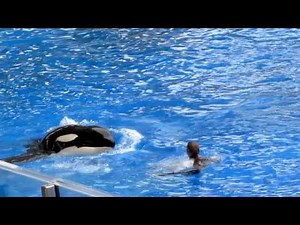 SEA WORLD SHAMU WHALE SHOW ORLANDO killer whale orca 2010 HD part 1