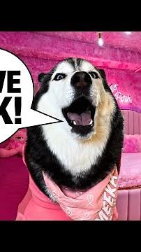My Husky Turned My Room PINK (SHE ARGUES!)