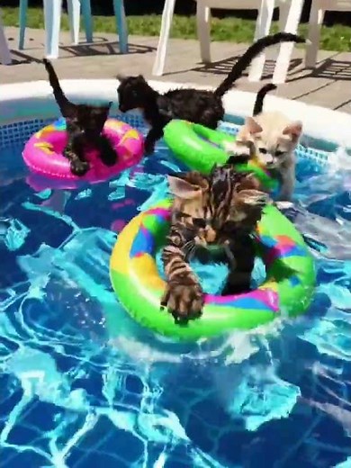 🐱 Les chats qui nagent, c’est du jamais vu ! Moments drôles et incroyables de chats dans l’eau 🐾