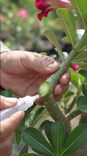 Adenium Propagation by Cutting | Easy Way to Grow Desert Rose | #viralshorts #viralreelsシ