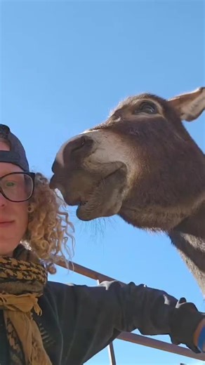When someone mentions snacks… #donkeyrescue #pvdr #peacefulvalleydonkeyrescue #donkeysoftiktok #pvdrfamily