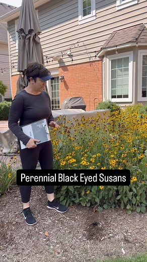We need to be careful what we pair Black Eyed Susans plant with. First of all, we don’t want to put black-eyed Susan‘s in a bed that has lots of empty space because it will spread with runners from its root system, and by self seeding very aggressively.I like to pair black eyed Susans with bunching low native grasses. Through most of central and eastern United States and Canada the following grasses are great options for filling in spaces in your beds, and especially around aggressive spreaders: