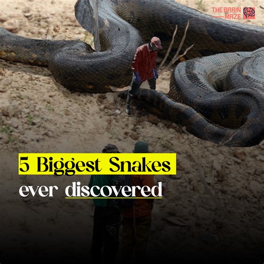 Snakes. Slithering giants that have slithered their way into myths and legends. But how big can these scaly sensations actually get? Today, we're going on a journey to constrict our minds around the 5 biggest snakes ever discovered! | The Brain Maze