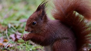 Red squirrel looking for food on a forest meadow, close up, european red squirrel, december, north rhine westphalia, (sciurus vulgaris), germany