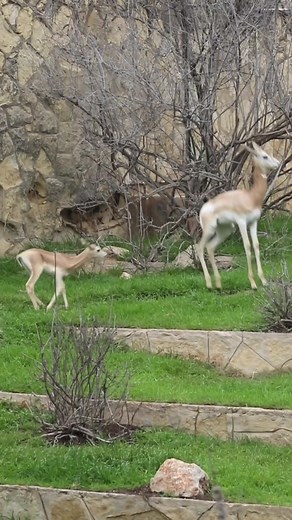 Adorable Baby Dama Gazelle Playing with Big Sister