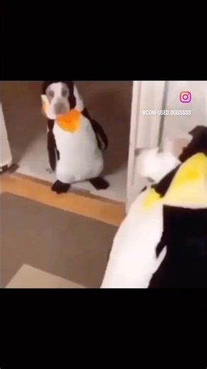 Dog dressed as penguin