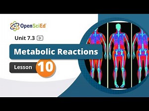Unit 7.3 Lesson 10 Planning Video | OpenSciEd On-Demand Resources