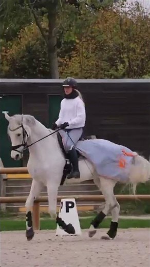 Cheval à vendre - Jument d'école Westfalen 2009, dressage - equirodi.com