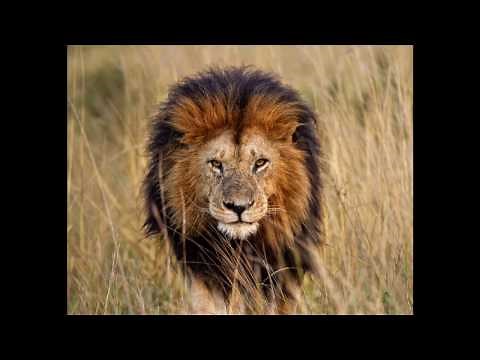 Lion Growl (Sound Effect)