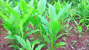 Turmeric (Curcuma Longa), is a spice and medicinal plant, contains antioxidants, anti-inflammatory and anti-bacterial, originates from Southeast Asia and grows abundantly in tropical countries.