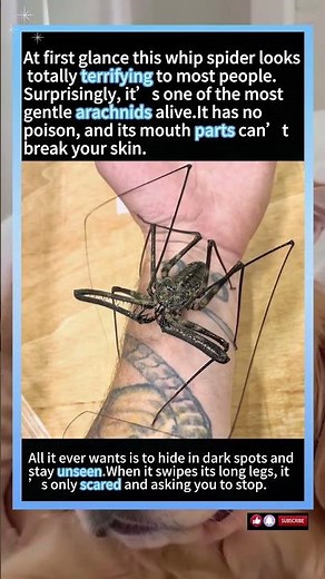 That Scary Long-Legged Bug Is Just A Terrified Little Whip Spider#animals #wildlife