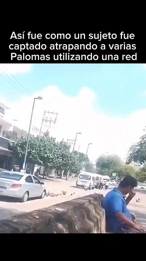 2.8M views · 17K reactions | Así fue como un sujeto fue captado atrapando a varias palomas utilizando una red en #Guerrero, luego de capturarlas las recoge para subir al vehículo que lo esperaba y retirarse del lugar | La Papaya de Celaya | Facebook