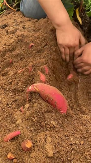 4.6K views · 61 reactions | Garden Harvesting of Sweet Potato shorts #gardening #garden #gardentips #harvesting #gardeninspiration #gardentools #tools | Garden Tips | Facebook