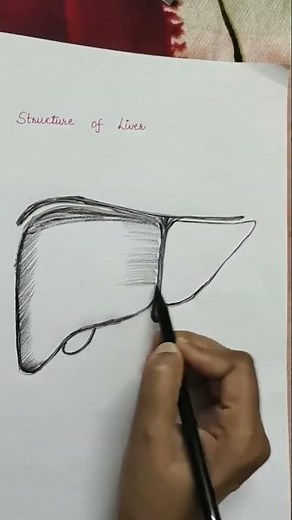 Structure of liver‪@NursingTutorial571‬