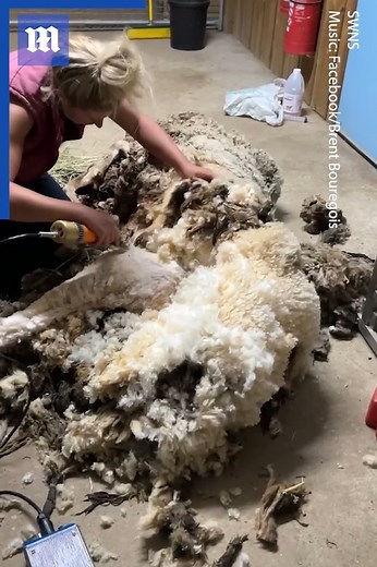 This sheep got the shearing of a lifetime! | Daily Mail Video