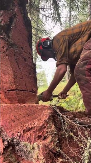 "Magic Saw! ✨" #tree#forest#wood #woodworking #lumberjack #bluecollarlogger #treecutting#shorts