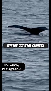 8.1K views · 94 reactions | Whitby - Humpback Whales | The Whitby Photographer | Facebook