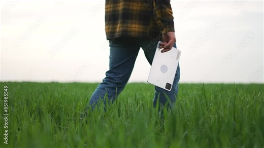 Farmer walks through plantation. Farmer in field checks wheat crops. tablet aids wheat plantation assessment. Farmer walks in wheat plantation improving. Wheat plantation walk with tools farming.