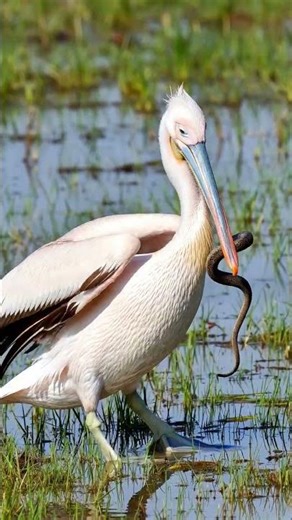 Amazing Nature in 4K 🌿✨| Pelican catching a baby snake #Shorts