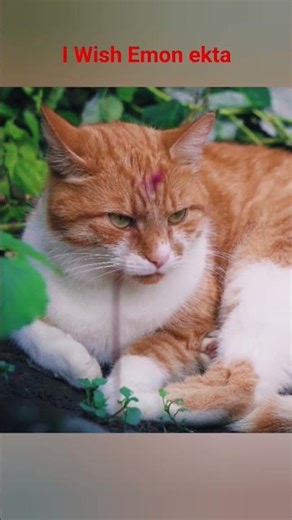 your loveline🐱❤️‍🩹🥰 #cat #cute #kitten #animals #ytshorts #meowfia #shorts ‪@MTCAnimalWorld‬