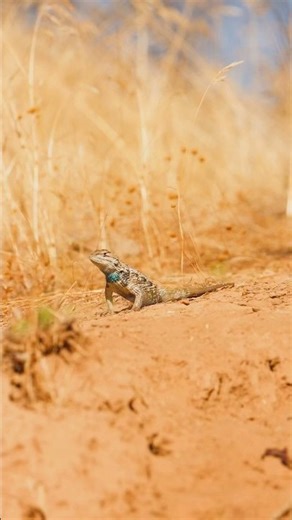 Desert Spiny Lizard #arizona #wildlife #nature #lizard #reptile