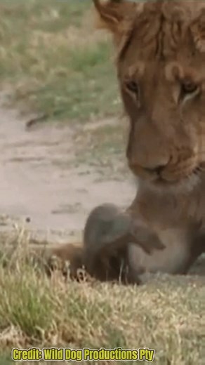 Brave Mongoose Narrowly Escapes Lion's Clutches!