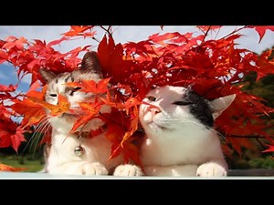 紅葉をのせた猫 201110