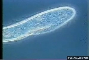 flagella & cilia on Make a GIF