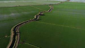 8.1K views · 99 reactions | So much green! Take an aerial tour over Colusa County rice fields. Drone video from Cody Thomas. Rice spans about a half million acres in California, supplying virtually all of America's sushi rice and habitat for millions of birds. | California Rice Commission | Facebook