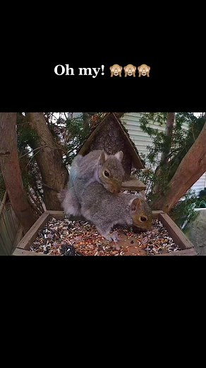 Adorable Squirrel Mating Dance Caught on Camera