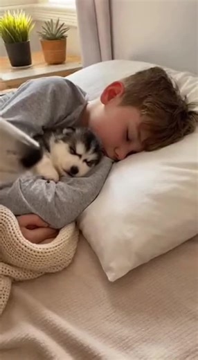 Understanding Husky Dog Behavior and Communication