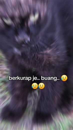 #straycat #kucingkampung #kucingjalanan #anakjalanan