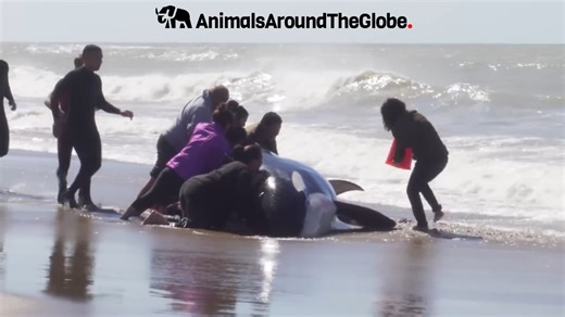 Unseen Animal Rescue Videos: Heartwarming Saves That Will Melt Your Heart!