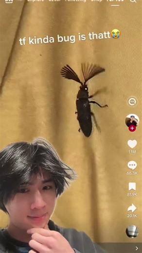 Beetle genus identification