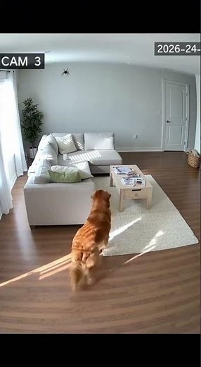 Dog Tries to Be Brave… Until He Sees the Spider! 🐶🕷️ #viral #pets #funny #funnydog