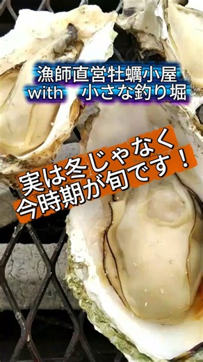 実は牡蠣の旬って冬じゃない⁉️5月6月は身入り＆味のピーク💡焼いて食べるなら今すぐ急いで💨生牡蠣は8月お盆まで超クリーミー🦪宮城松島の漁師直営牡蠣小屋からお届け✨ #松島牡蠣小屋 #牡蠣小屋 #生牡蠣